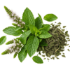 خرید عرق نعناع اصل و دوآتشه + خواص برای معده و نفخ | کاکوتی