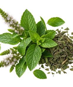 خرید عرق نعناع اصل و دوآتشه + خواص برای معده و نفخ | کاکوتی