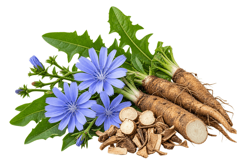 عرق کاسنی 1 خرید عرق کاسنی اصل + خواص عرق کاسنی برای کبد چرب، جوش و باروری | کاکوتی