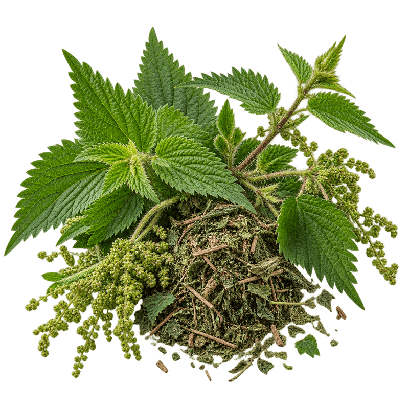 عرق گزنه 1 خرید عرق گزنه اصل + خواص برای قند خون، ریزش مو و کم خونی | کاکوتی