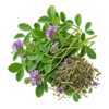 خرید عرق یونجه اصل + خواص عرق یونجه برای چاقی، کم‌خونی و دیابت | کاکوتی