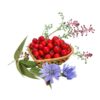 چهار عرق سرد- سرزمین سلامتی کاکوتی