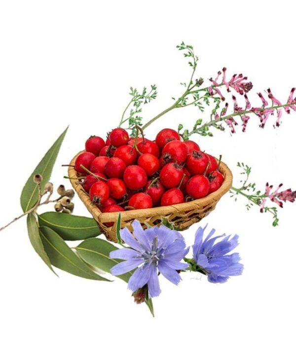 چهار عرق سرد- سرزمین سلامتی کاکوتی
