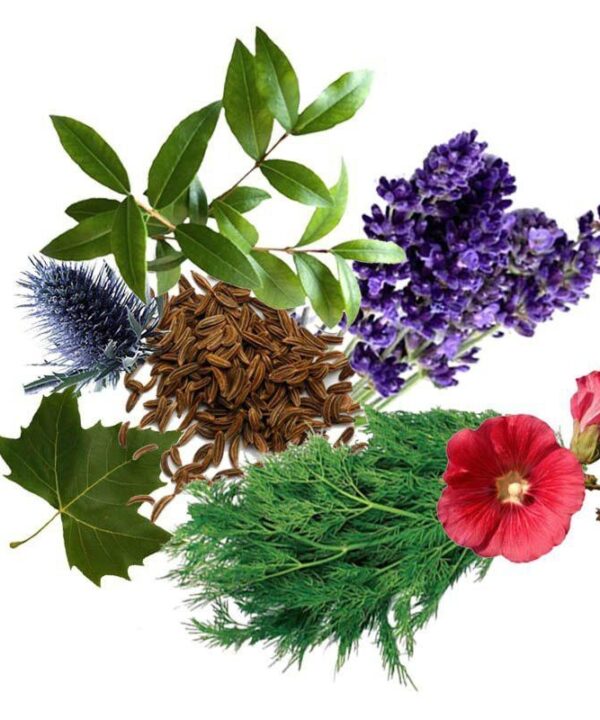 معجون آلرژی و حساسیت- سرزمین سلامتی کاکوتی