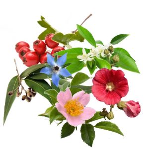 معجون قلب- سرزمین سلامتی کاکوتی