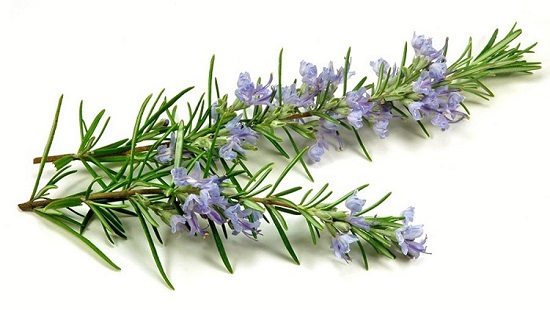 عرق سنتی ، عرقیجات ، عرق کاکوتی ، مجله کاکوتی ، سرزمین سلامتی کاکوتی