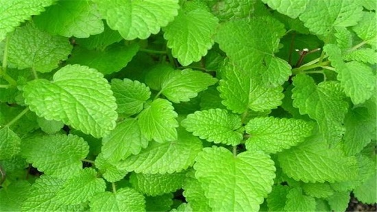 عرق سنتی ، عرقیجات ، عرق کاکوتی ، مجله کاکوتی ، سرزمین سلامتی کاکوتی