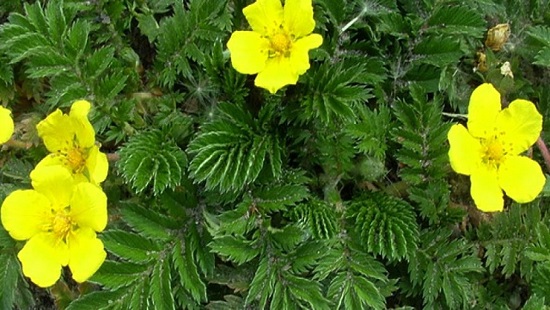 عرق سنتی ، عرقیجات ، عرق کاکوتی ، مجله کاکوتی ، سرزمین سلامتی کاکوتی