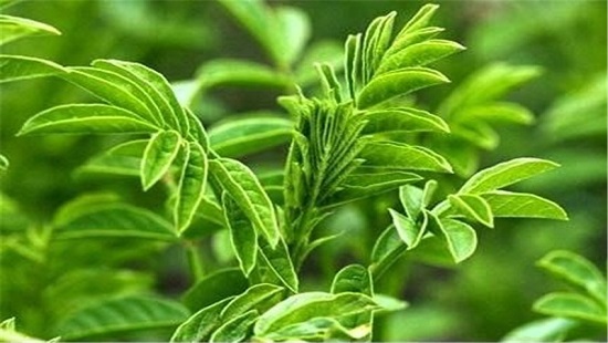 عرق سنتی ، عرقیجات ، عرق کاکوتی ، مجله کاکوتی ، سرزمین سلامتی کاکوتی