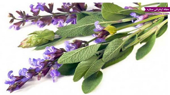 عرق سنتی ، عرقیجات ، عرق کاکوتی ، مجله کاکوتی ، سرزمین سلامتی کاکوتی