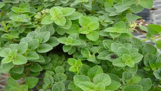 عرق سنتی ، عرقیجات ، عرق کاکوتی ، مجله کاکوتی ، سرزمین سلامتی کاکوتی