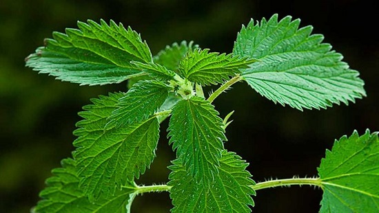 عرق سنتی ، عرقیجات ، عرق کاکوتی ، مجله کاکوتی ، سرزمین سلامتی کاکوتی