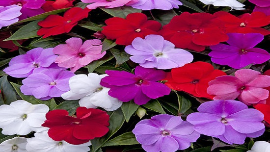 عرق سنتی ، عرقیجات ، عرق کاکوتی ، مجله کاکوتی ، سرزمین سلامتی کاکوتی