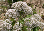 نوبرانه