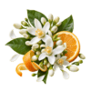 خرید شربت بهارنارنج اصل + خواص برای آرامش اعصاب، قلب و پوست | کاکوتی