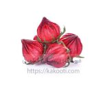 چای ترش طبیعی کاکوتی