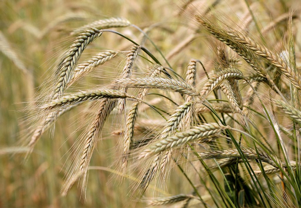 آشنایی با جو و خواص درمانی آن در طب سنتی