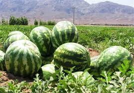 آشنایی با هندوانه و خواص درمانی آن در طب سنتی
