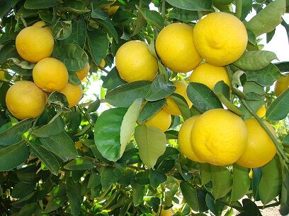  آشنایی با لیموشیرین و خواص درمانی آن در طب سنتی