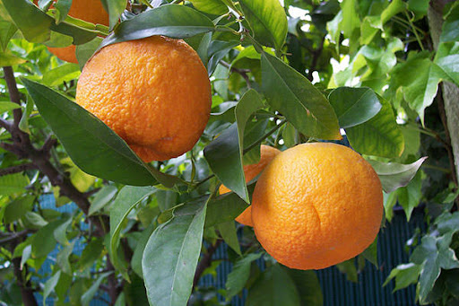  آشنایی با نارنج و خواص درمانی آن در طب سنتی