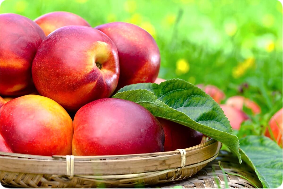  آشنایی با شلیل و خواص درمانی آن در طب سنتی