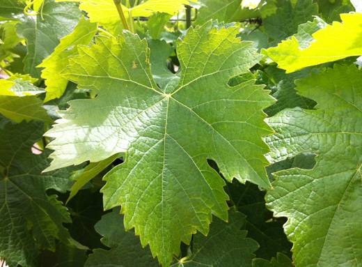  آشنایی با برگ مو و خواص درمانی آن در طب سنتی