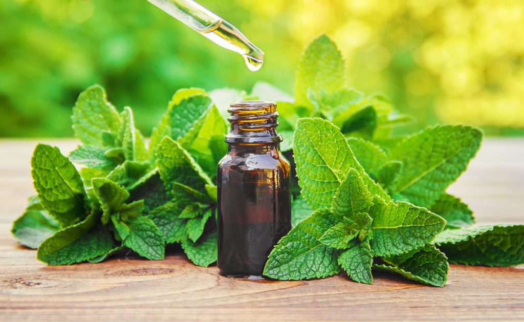  آشنایی با روغن بادرنجویه و خواص درمانی آن در طب سنتی