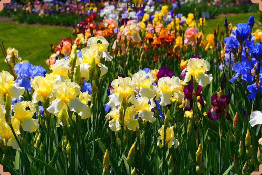 آشنایی با زنبق و خواص درمانی آن در طب سنتی