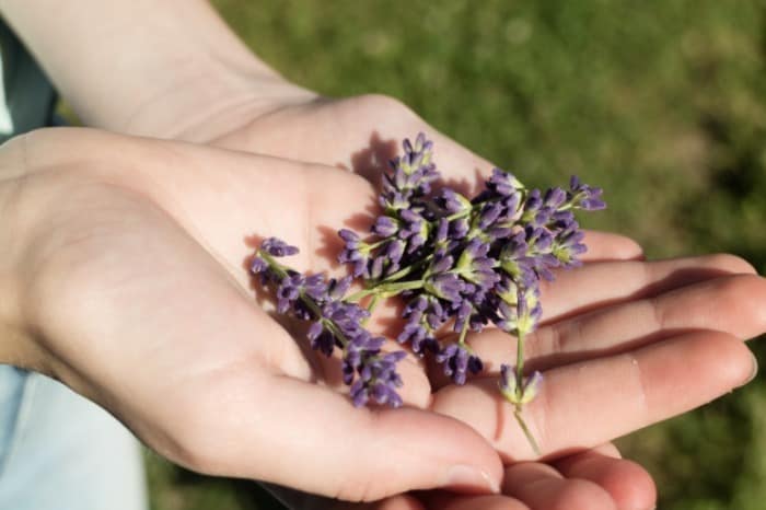  آشنایی با خواص دارویی چای و عرق مریم گلی در طب سنتی