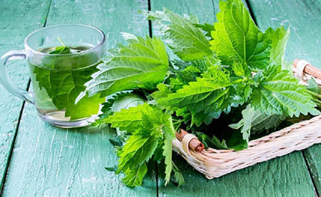  آشنایی با عرق گزنه و خواص دارویی آن در طب سنتی