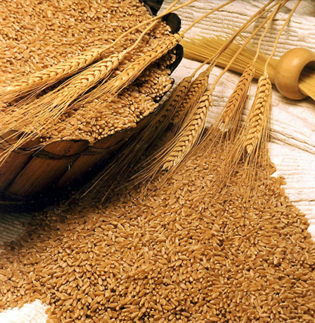 آشنایی با سبوس گندم و خواص درمانی آن در طب سنتی