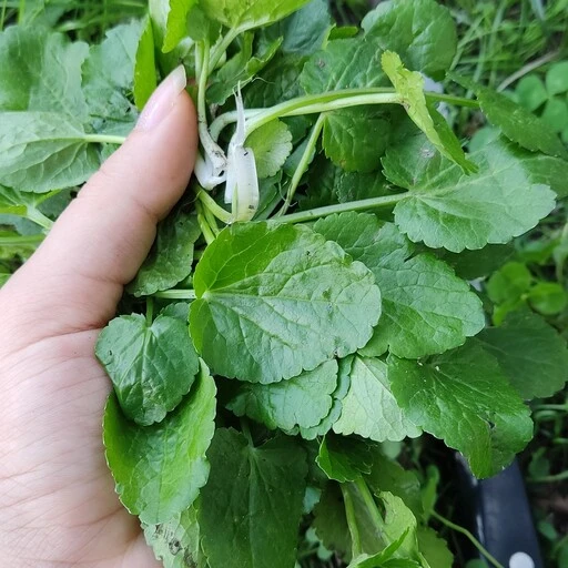آشنایی با گیاه چوچاق و خواص درمانی آن در طب سنتی