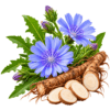 عرق بید کاسنی